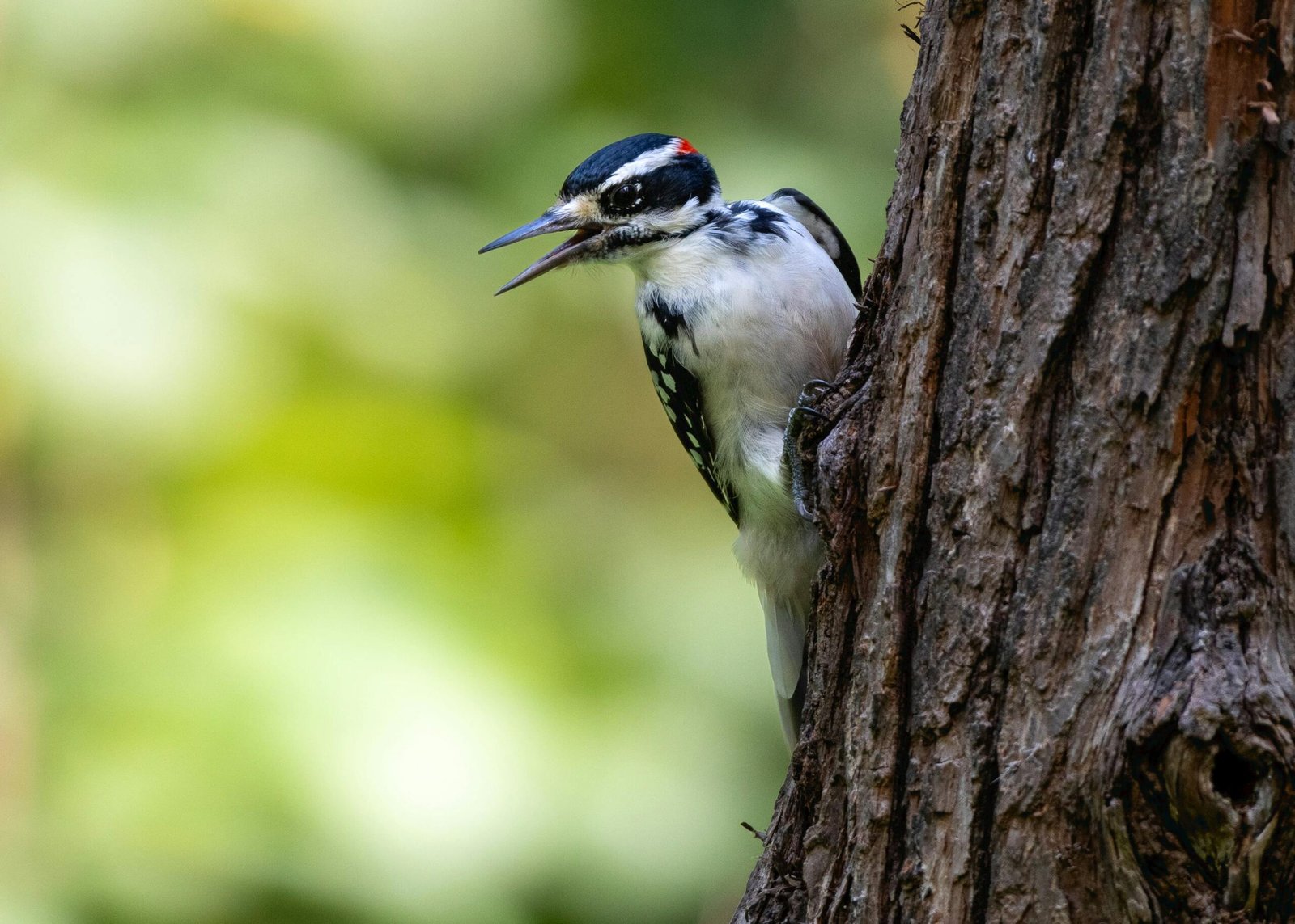 Can Engaging In Forest Bathing Contribute To Relaxation And Overall Well-being?