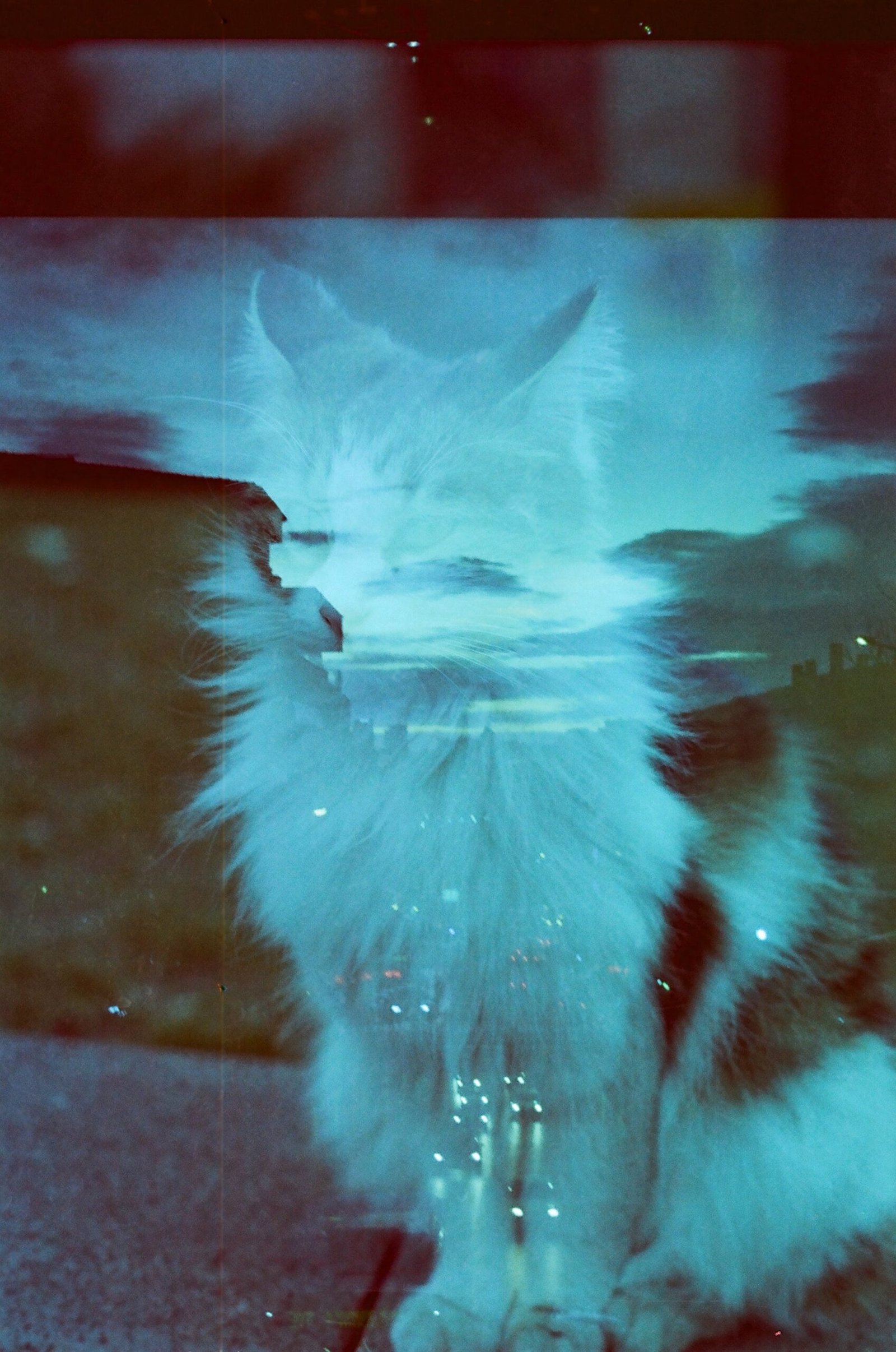 What Are The Benefits Of Adopting A Pet For Relaxation And Stress Relief?