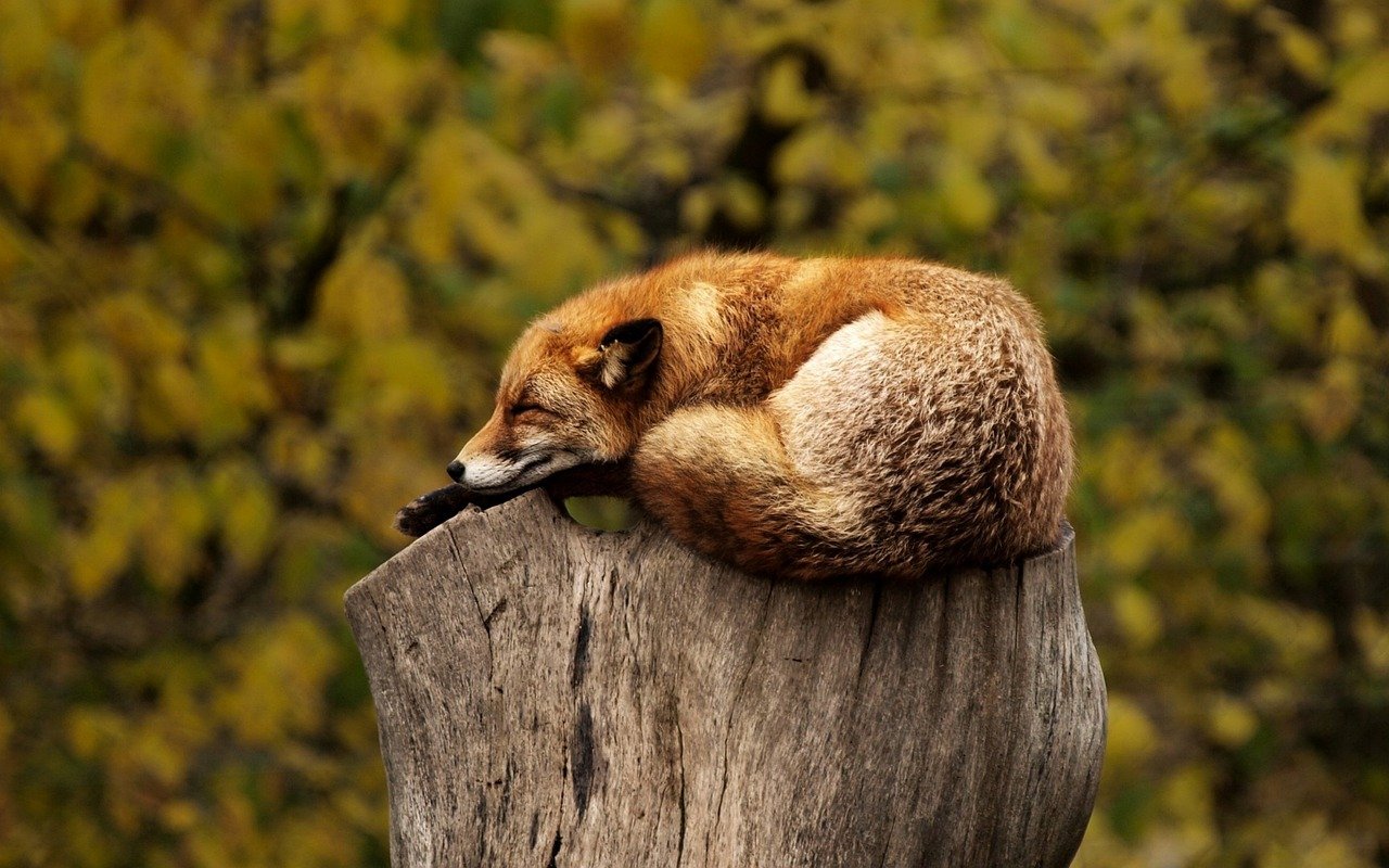 What Are The Benefits Of Using Relaxation Music Or Sounds During Meditation?